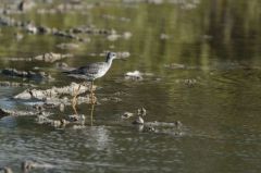 Chevalier criard - Tringa melanoleuca<br>Greater Yellowlegs<br>Saint-Martin