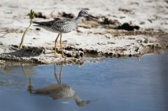 Chevalier criard - Tringa melanoleuca<br>Greater Yellowlegs<br>Saint-Martin