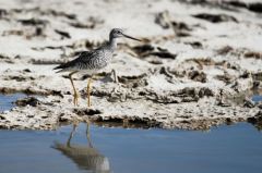 Chevalier criard - Tringa melanoleuca<br>Greater Yellowlegs<br>Saint-Martin