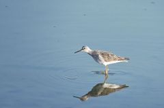 Chevalier à pattes jaunes - Tringa flavipes<br>Lesser Yellowlegs<br>Saint-Martin