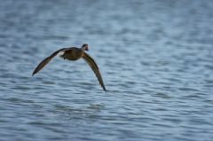 Canard des Bahamas - Anas bahamensis<br>White-cheeked Pintail<br>Saint-Martin