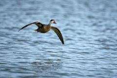 Canard des Bahamas - Anas bahamensis<br>White-cheeked Pintail<br>Saint-Martin