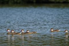 Canard des Bahamas - Anas bahamensis<br>White-cheeked Pintail<br>Saint-Martin