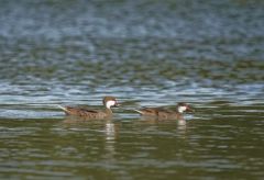 Canard des Bahamas - Anas bahamensis<br>White-cheeked Pintail<br>Saint-Martin