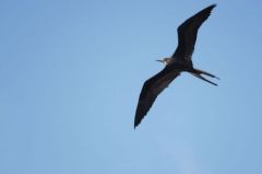 Frégate superbe ♂ - Fregata magnificens - Magnificent Frigatebird<br>Saint-Martin