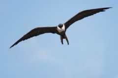 Frégate superbe ♀ - Fregata magnificens - Magnificent Frigatebird<br>Saint-Martin