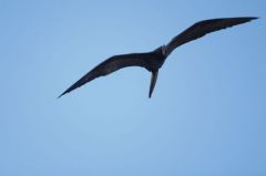 Frégate superbe ♂ - Fregata magnificens - Magnificent Frigatebird<br>Saint-Martin