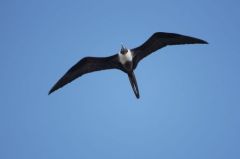 Frégate superbe ♀ - Fregata magnificens - Magnificent Frigatebird<br>Saint-Martin