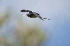 Frégate superbe ♂ - Fregata magnificens - Magnificent Frigatebird<br>Saint-Martin