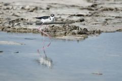 Echasse d'Amérique<br>Himantopus mexicanus - Black-necked Stilt<br>Saint-Martin