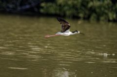 Echasse d'Amérique<br>Himantopus mexicanus - Black-necked Stilt<br>Saint-Martin