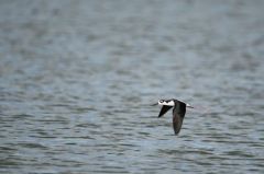 Echasse d'Amérique<br>Himantopus mexicanus - Black-necked Stilt<br>Saint-Martin