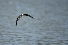 Echasse d'Amérique<br>Himantopus mexicanus - Black-necked Stilt<br>Saint-Martin