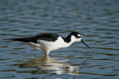 Echasse d'Amérique<br>Himantopus mexicanus - Black-necked Stilt<br>Saint-Martin