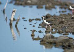 Echasse d'Amérique<br>Himantopus mexicanus - Black-necked Stilt<br>Saint-Martin