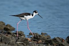 Echasse d'Amérique<br>Himantopus mexicanus - Black-necked Stilt<br>Saint-Martin