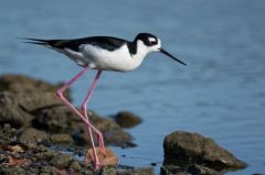 Echasse d'Amérique<br>Himantopus mexicanus - Black-necked Stilt<br>Saint-Martin