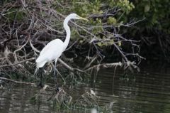 Grande Aigrette - Ardea alba - Great Egret<br>Saint-Martin