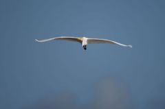 Grande Aigrette - Ardea alba - Great Egret<br>Saint-Martin