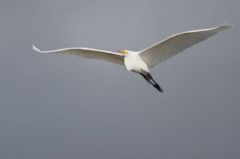 Grande Aigrette - Ardea alba - Great Egret<br>Saint-Martin