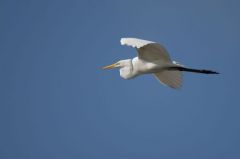 Grande Aigrette - Ardea alba - Great Egret<br>Saint-Martin