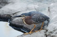 Héron vert - Butorides virescens - Green Heron</i><br>Saint-Martin