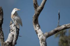 Héron garde-boeufs - Bubulcus ibis - Western Cattle Egret</i><br>Saint-Martin