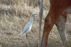 Héron garde-boeufs - Bubulcus ibis - Western Cattle Egret</i><br>Saint-Martin