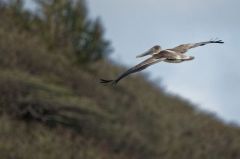 Pélican Brun - Pelecanus occidentalis - Brown Pelican<br>Saint-Martin