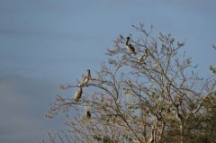 Pélican Brun - Pelecanus occidentalis - Brown Pelican<br>Saint-Martin