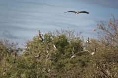 Pélican Brun - Pelecanus occidentalis - Brown Pelican<br>Saint-Martin