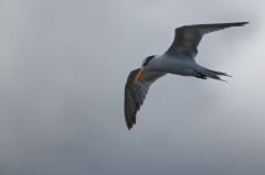 Sterne royale (non nicheur) - Sterna maxima<br>Royal Tern<br>Saint-Martin