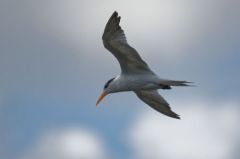 Sterne royale (non nicheur) - Sterna maxima<br>Royal Tern<br>Saint-Martin