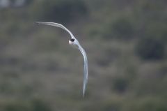 Sterne royale (nicheur) - Sterna maxima<br>Royal Tern<br>Saint-Martin