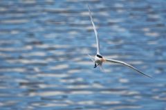 Sterne royale (nicheur) - Sterna maxima<br>Royal Tern<br>Saint-Martin