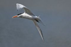 Sterne royale (nicheur) - Sterna maxima<br>Royal Tern<br>Saint-Martin