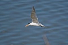 Sterne royale (nicheur) - Sterna maxima<br>Royal Tern<br>Saint-Martin