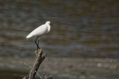 Aigrette neigeuse<br>Egretta thula - Snowy Egret<br>Saint-Martin