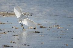 Aigrette neigeuse<br>Egretta thula - Snowy Egret<br>Saint-Martin