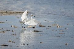 Aigrette neigeuse<br>Egretta thula - Snowy Egret<br>Saint-Martin