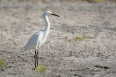 Aigrette neigeuse<br>Egretta thula - Snowy Egret<br>Saint-Martin