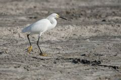 Aigrette neigeuse<br>Egretta thula - Snowy Egret<br>Saint-Martin