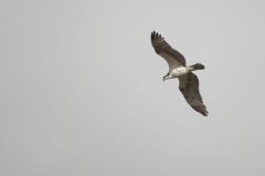 Balbuzard pêcheur<br>Pandion haliaetus - Western Osprey<br>Saint-Martin