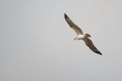 Balbuzard pêcheur<br>Pandion haliaetus - Western Osprey<br>Saint-Martin