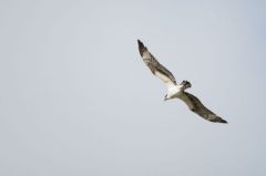 Balbuzard pêcheur<br>Pandion haliaetus - Western Osprey<br>Saint-Martin