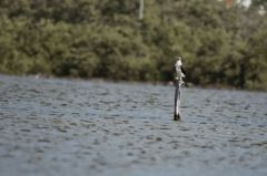 Balbuzard pêcheur<br>Pandion haliaetus - Western Osprey<br>Saint-Martin