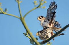 Crécerelle d’Amérique - Falco sparverius<br>American Kestrel<br>Saint-Martin