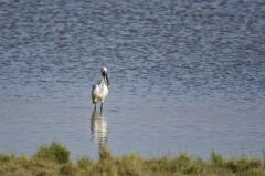 Spatule blanche - Platalea leucorodia - Eurasian Spoonbill<br>Vendée