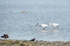 Spatule blanche - Platalea leucorodia - Eurasian Spoonbill<br>Vendée