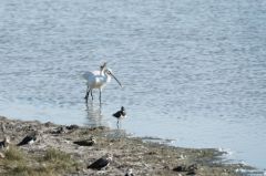 Spatule blanche - Platalea leucorodia - Eurasian Spoonbill<br>Vendée